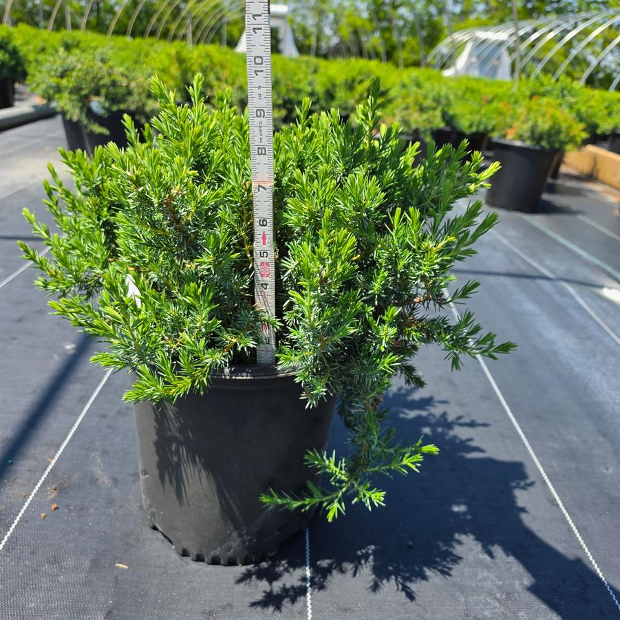 Juniperus conferta 'Blue Pacific'