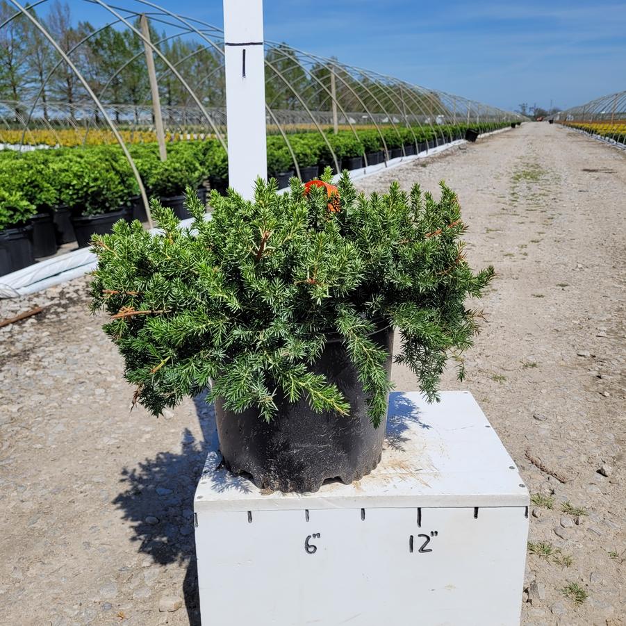 Juniperus conferta 'Blue Pacific'