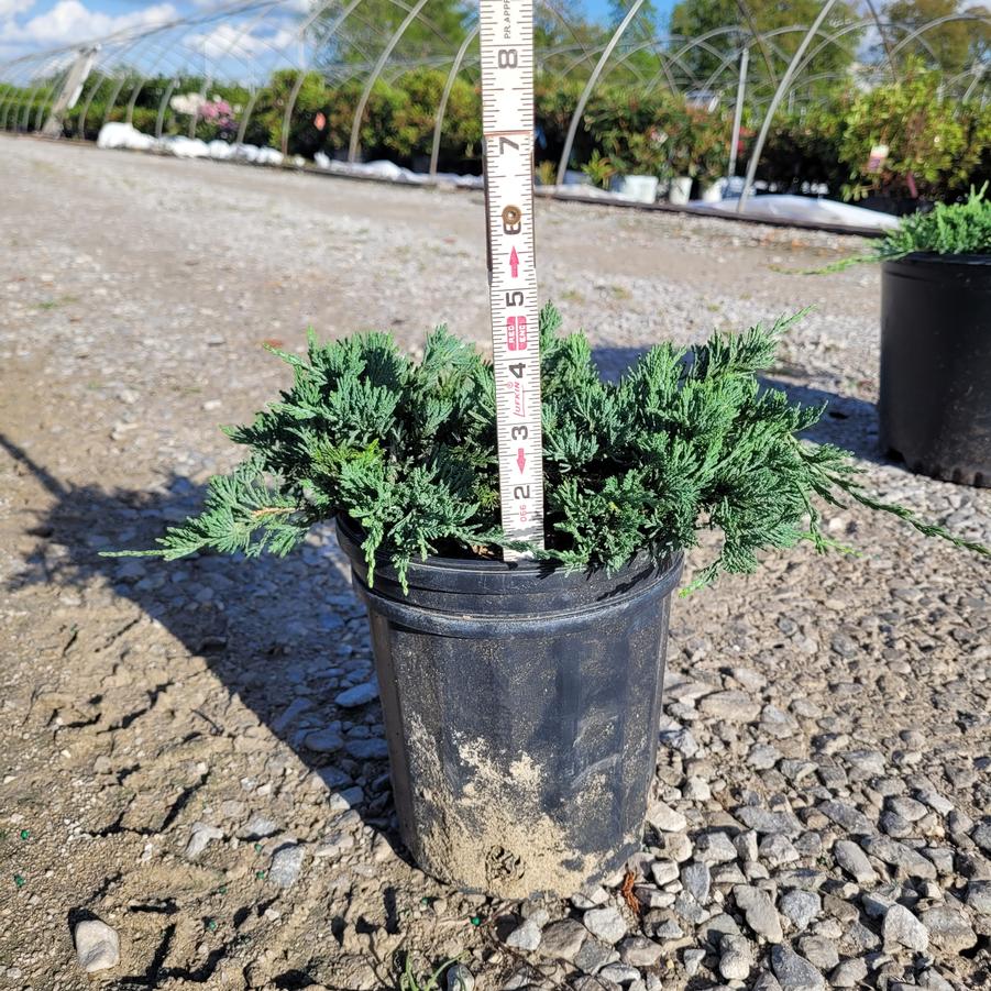 Juniperus horizontalis 'Wiltonii'