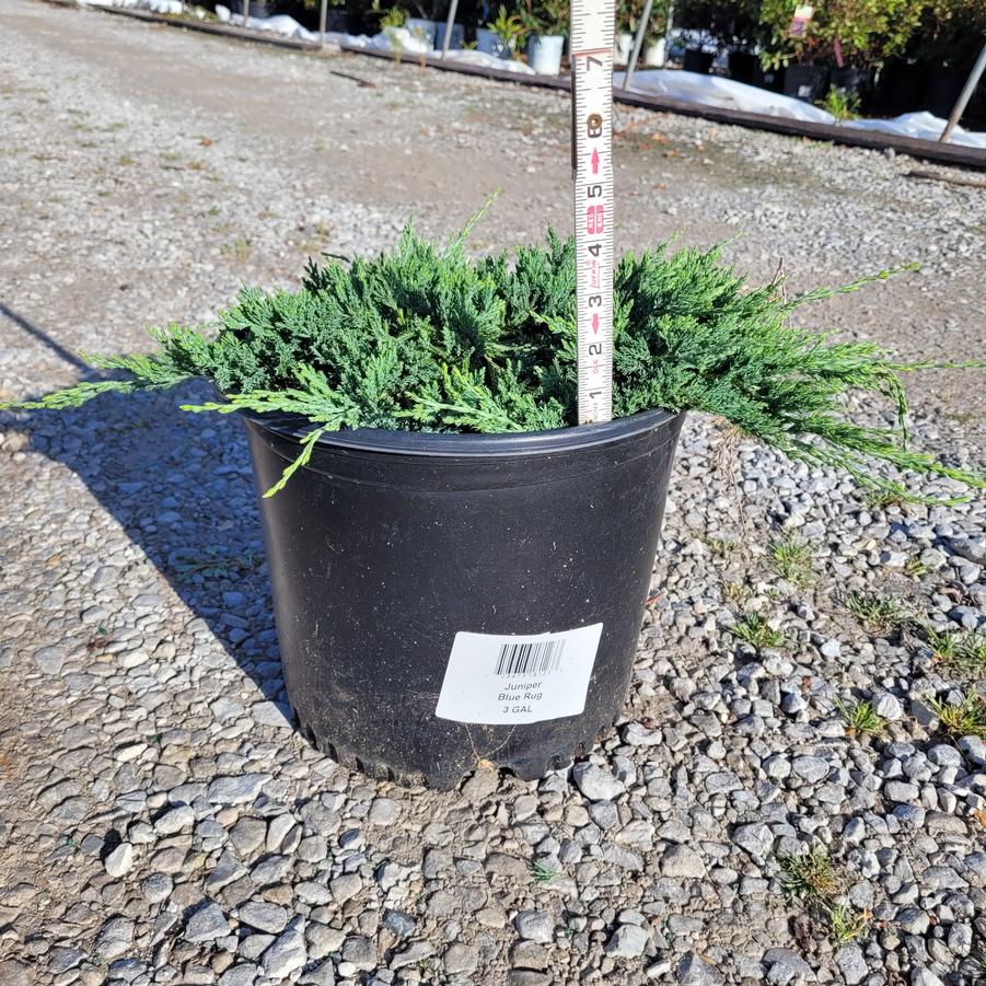 Juniperus horizontalis 'Wiltonii'