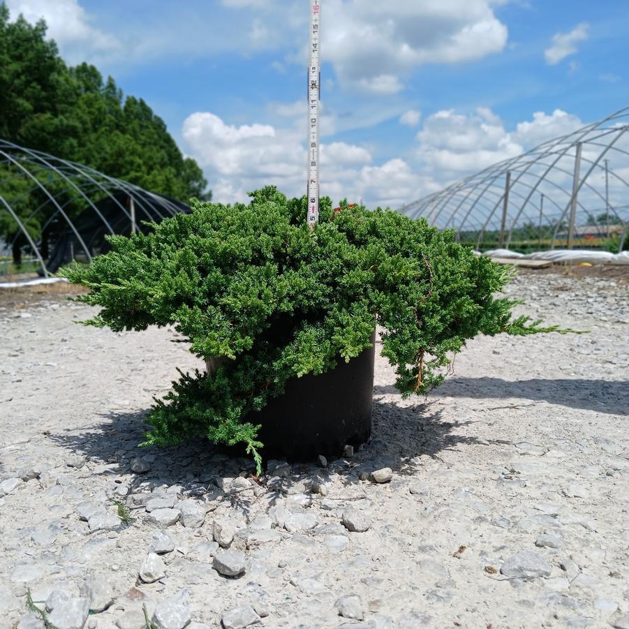 Juniperus procumbens 'Greenmound'