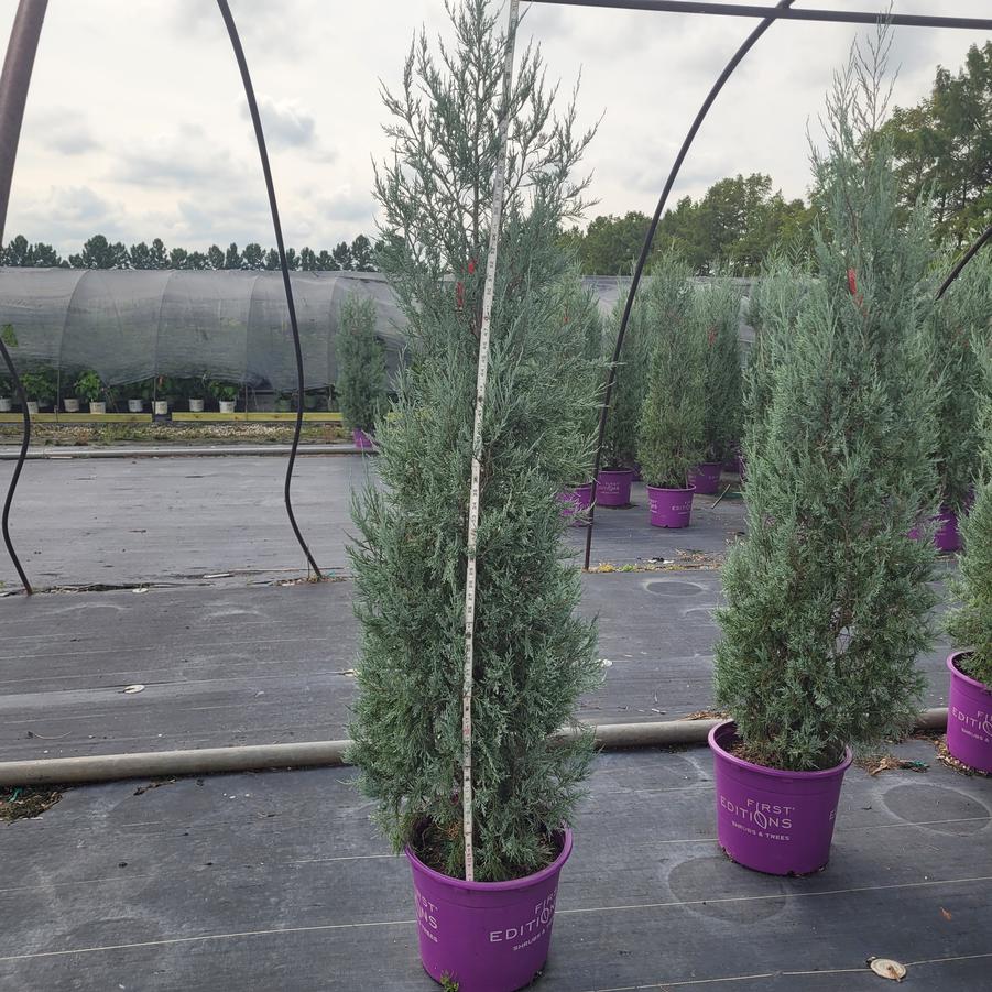 Juniperus scopulorum Sky High™