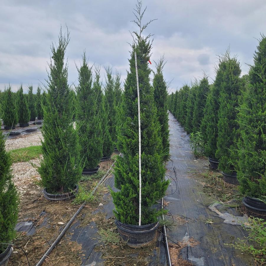 Juniperus virginiana 'Canaerti'