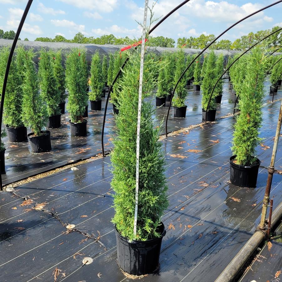 Juniperus virginiana 'Taylor'