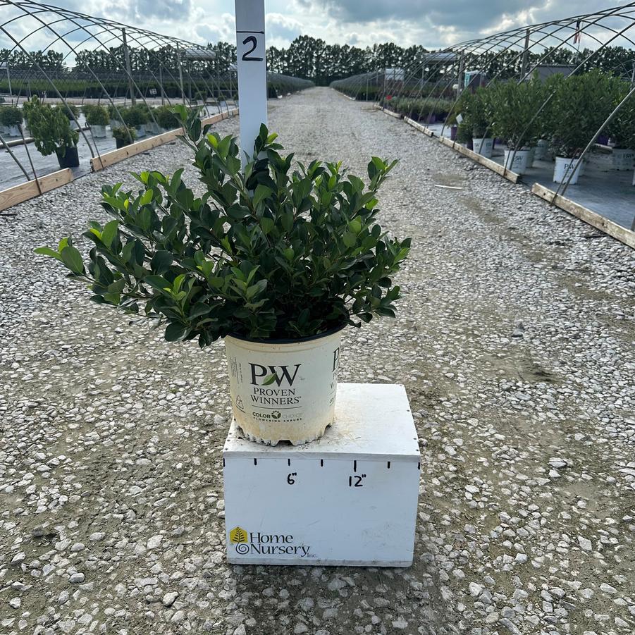 Aronia melanocarpa Low Scape Mound®