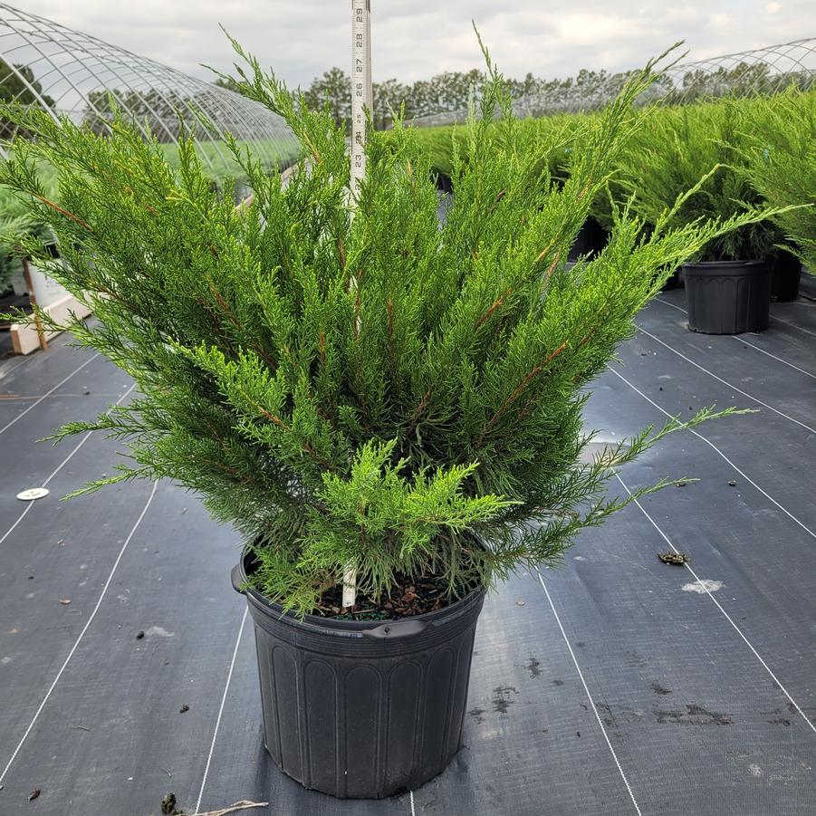 Juniperus x pfitzeriana 'Sea Green'