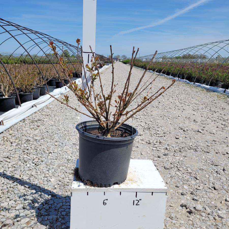Lagerstroemia indica x fauriei 'Zuni'