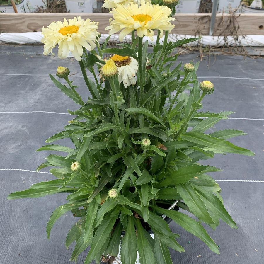 Leucanthemum superbum Amazing Daisies&reg; 'Banana Cream' II