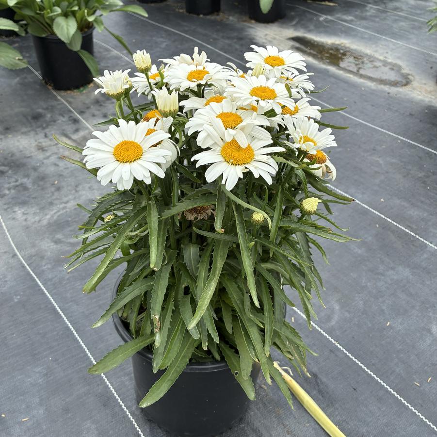 Leucanthemum superbum 'Whoops-a-Daisy'