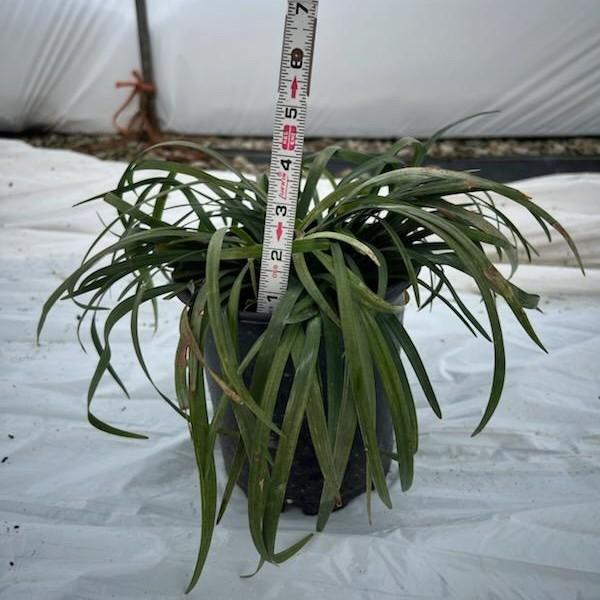 Liriope muscari Purple Explosion™