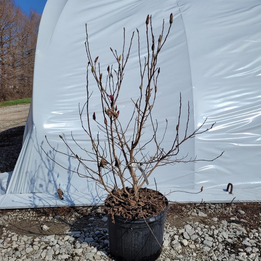 Magnolia x 'Ann'