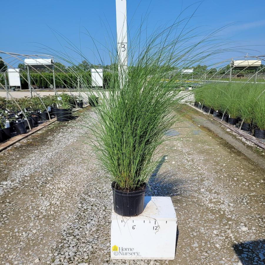 Miscanthus sinensis 'Gracillimus'
