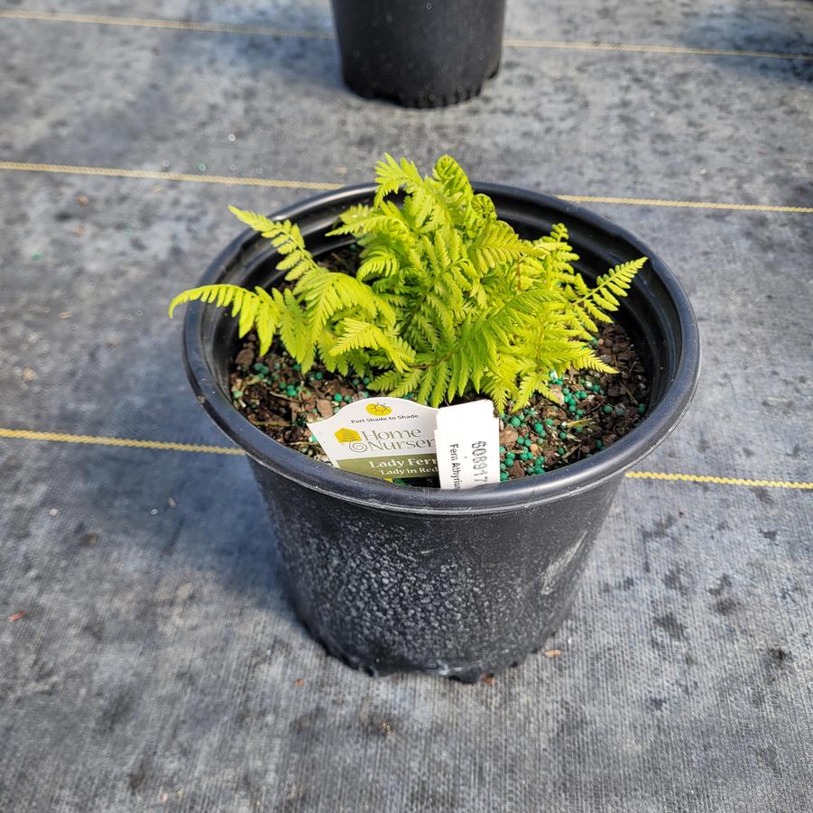 Athyrium filix-femina var. angustum 'Lady in Red'