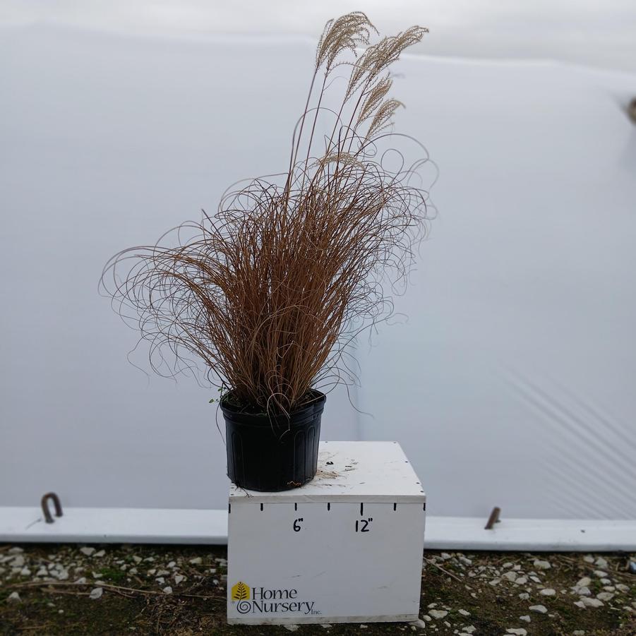 Miscanthus sinensis 'Morning Light'