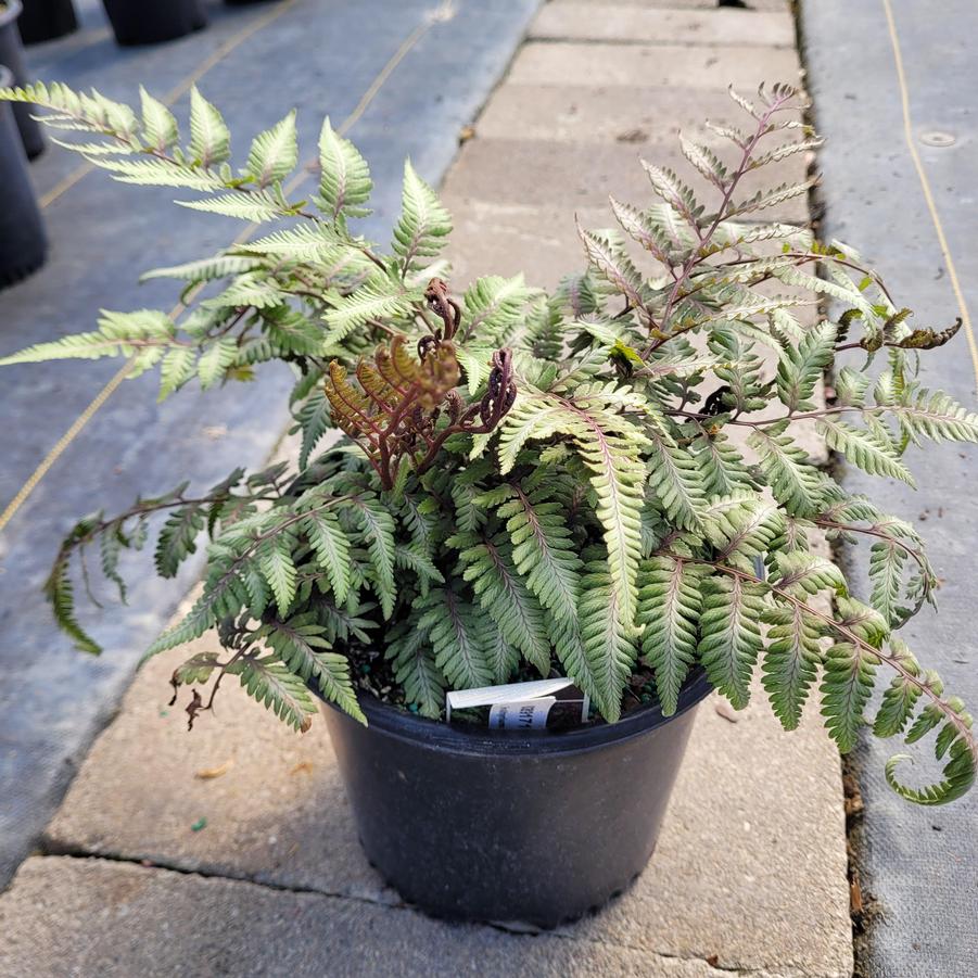 Athyrium niponicum pictum 'Godzilla'