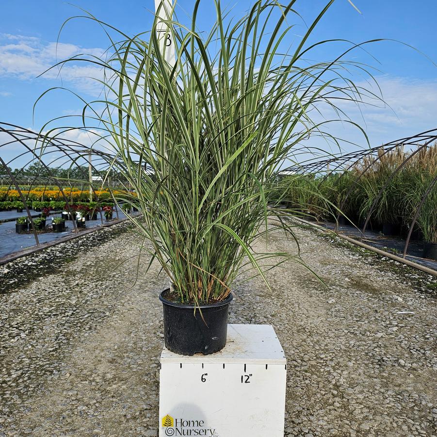 Miscanthus sinensis 'Variegatus'