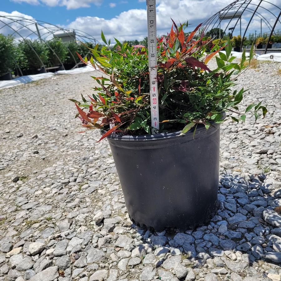 Nandina domestica 'Tuscan Flame'