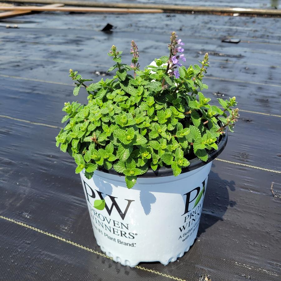 Nepeta faassenii 'Cat's Meow'