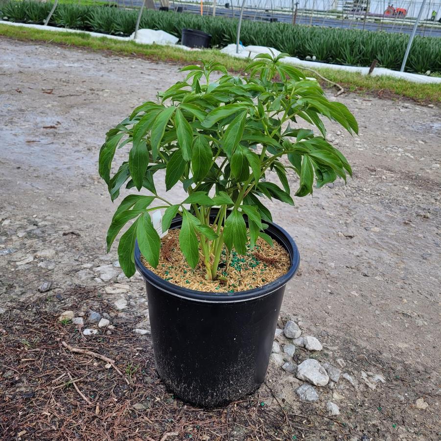 Paeonia lactiflora 'Duchesse De Nemours'