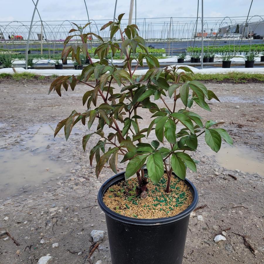 Paeonia lactiflora 'Sarah Bernhardt'