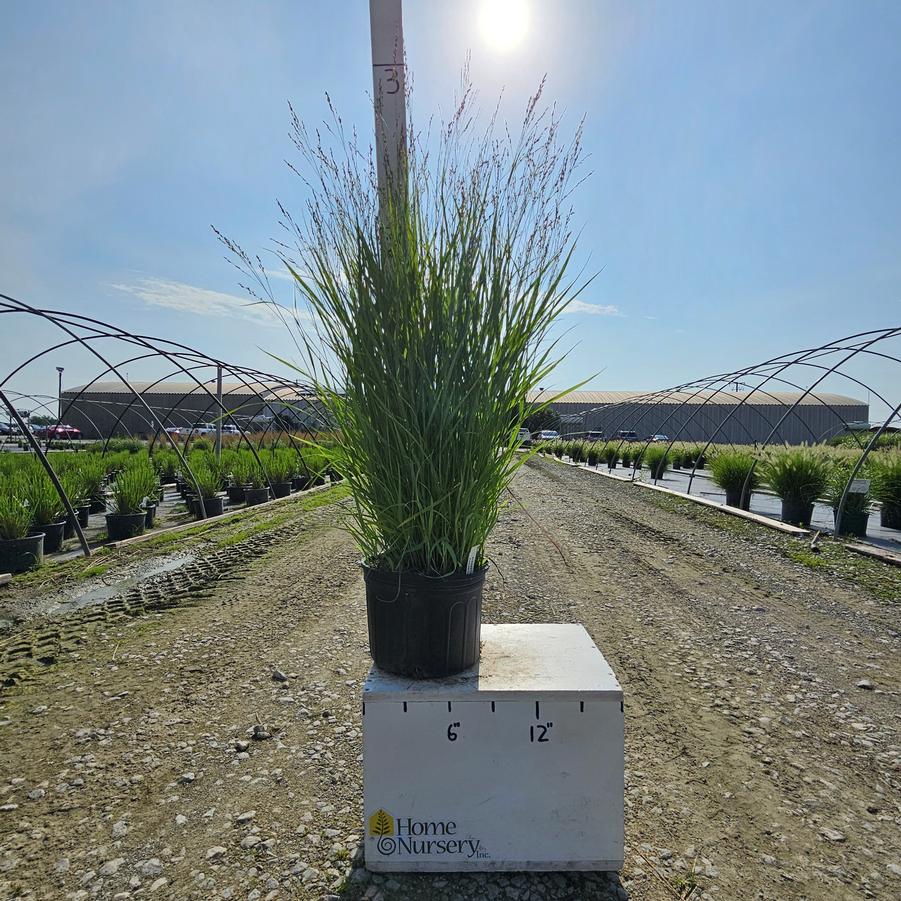 Panicum virgatum 'Heavy Metal'