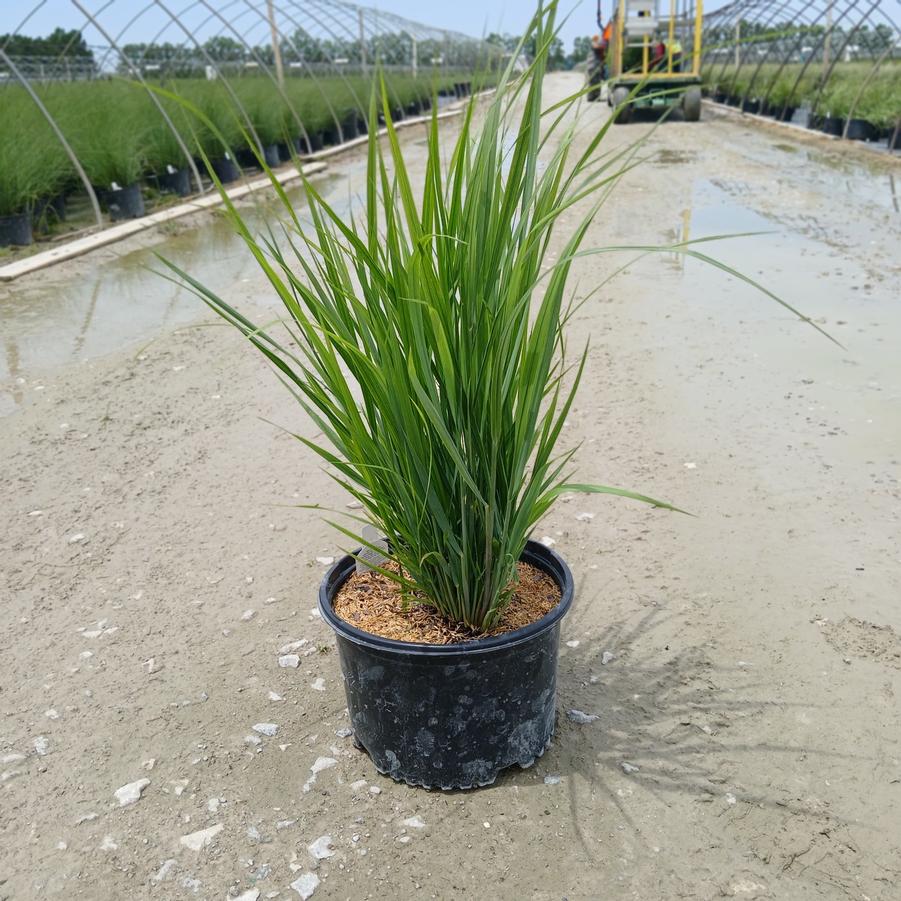 Panicum virgatum 'Northwind'