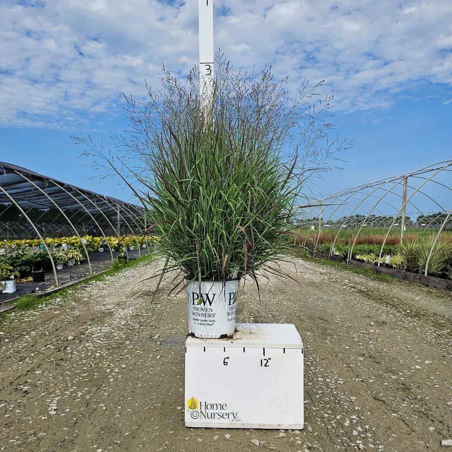 Panicum virgatum Prairie Winds® 'Cheyenne Sky'