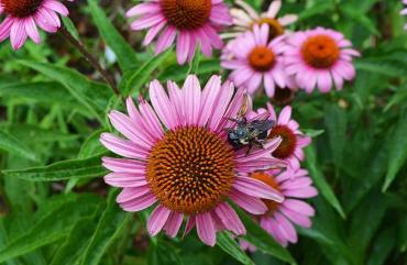 Nectar Plants for Migrating Pollinators