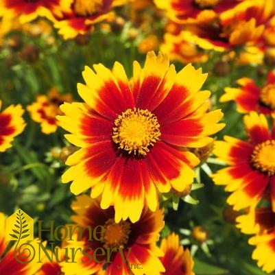 Coreopsis x Uptick™Gold and Bronze