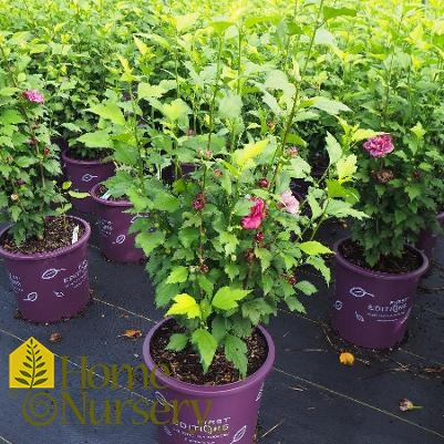 Hibiscus syriacus French Cabaret™Red