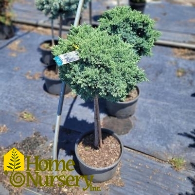 Juniperus squamata 'Blue Star' Standard