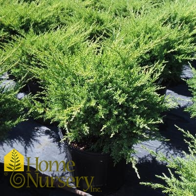 Juniperus x pfitzeriana 'Kallay's Compact'