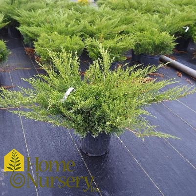 Juniperus sabina Calgary Carpet®