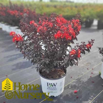 Lagerstroemia x Center Stage™Red
