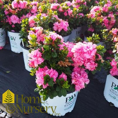 Rhododendron x Bloom-A-Thon® Pink Double