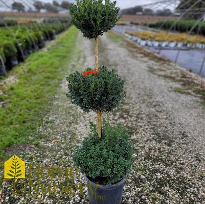 Buxus x 'Green Mountain' - 3 Tier Poodle