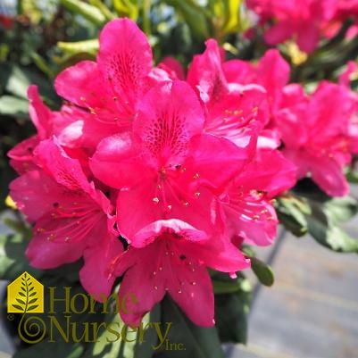 Rhododendron x 'Nova Zembla'