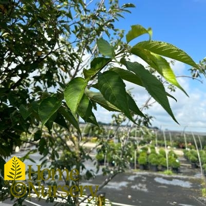 Prunus x yedoensis 'Akebono'