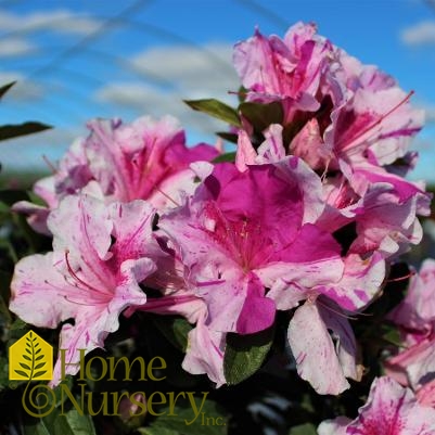 Rhododendron Encore® Autumn Twist®