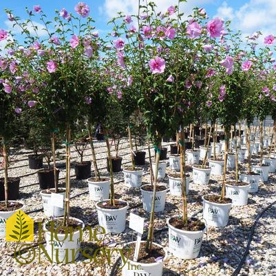 Hibiscus syriacus Lavender Chiffon® tree form
