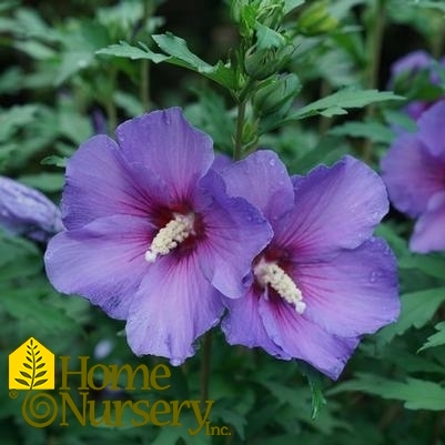 Hibiscus syriacus Paraplu Violet™
