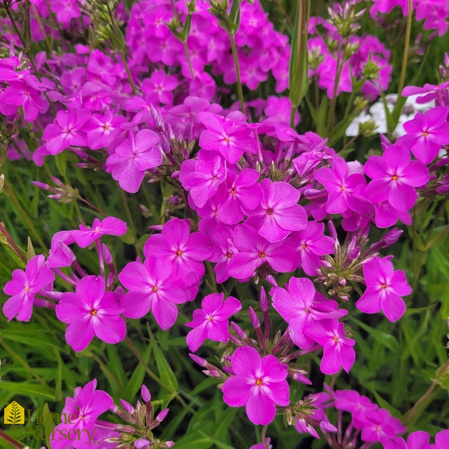 Phlox x 'Opening Act Ultrapink'