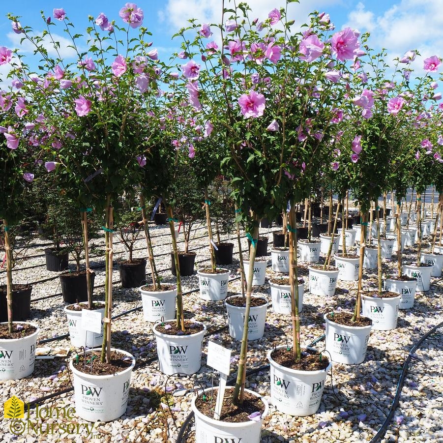 Hibiscus syriacus Lavender Chiffon® tree form