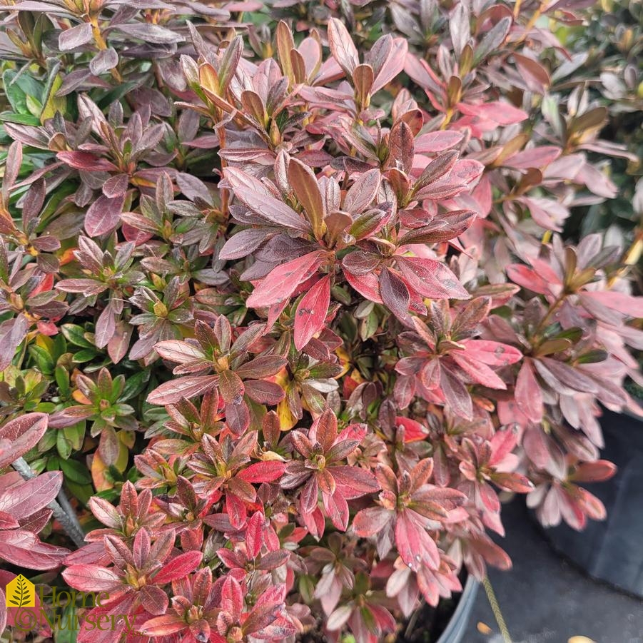 Rhododendron x 'Girard's Fuchsia'
