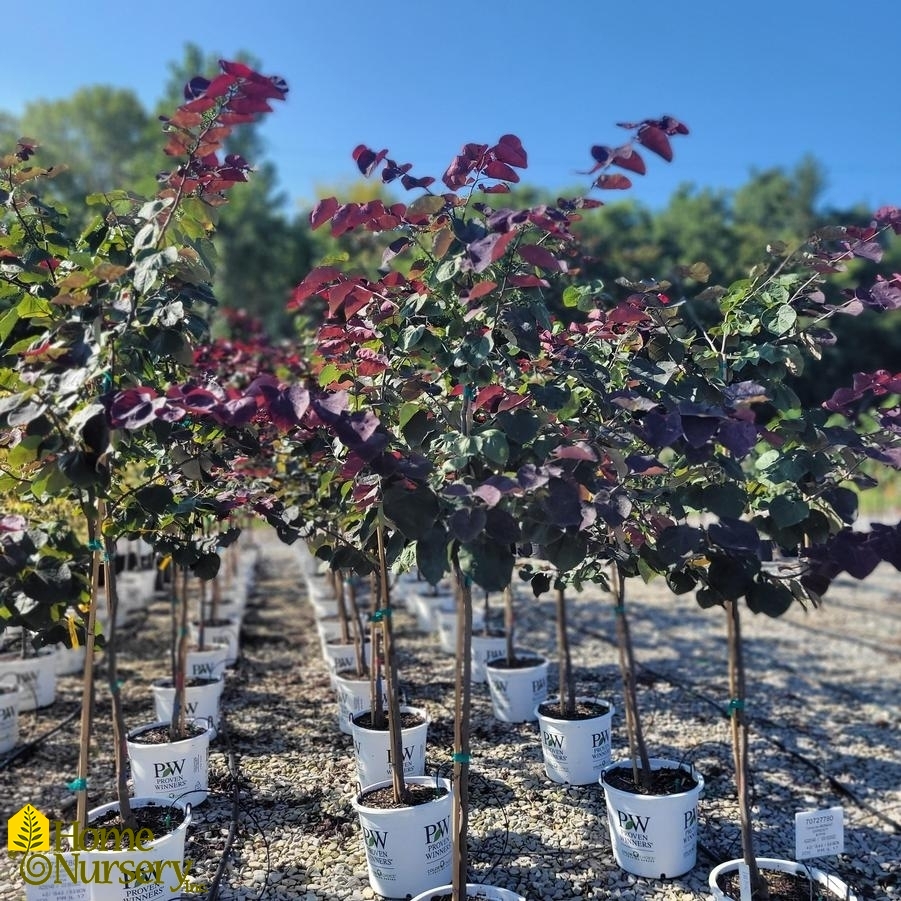Cercis canadensis Midnight Express®
