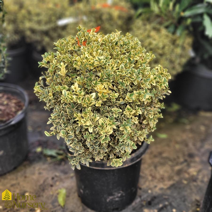 Buxus sempervirens 'Variegata' Globe