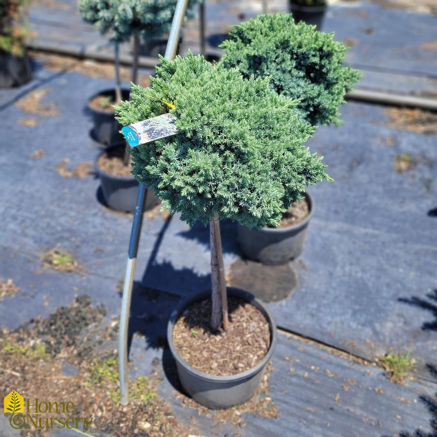 Juniperus squamata 'Blue Star' Standard
