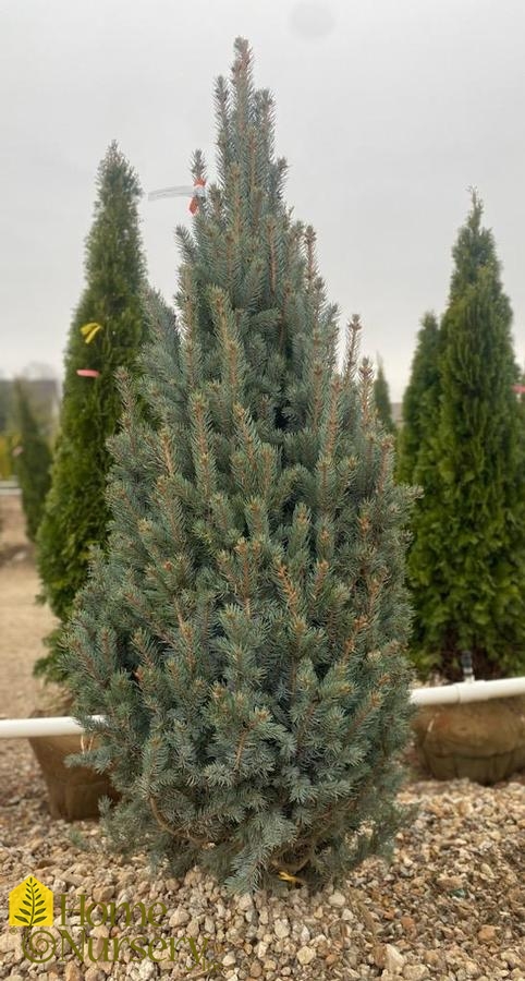 Picea pungens var. glauca 'Fastigiata'