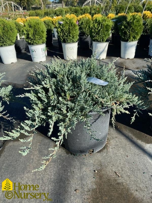 Juniperus horizontalis 'Blue Chip'