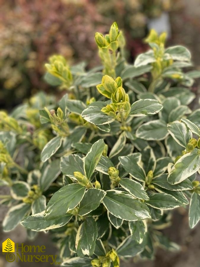 Euonymus japonicus 'Silver King'